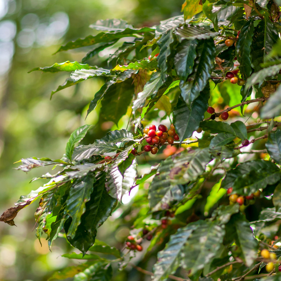 Single Origin Coffee vs. Coffee Blends: What’s the difference?