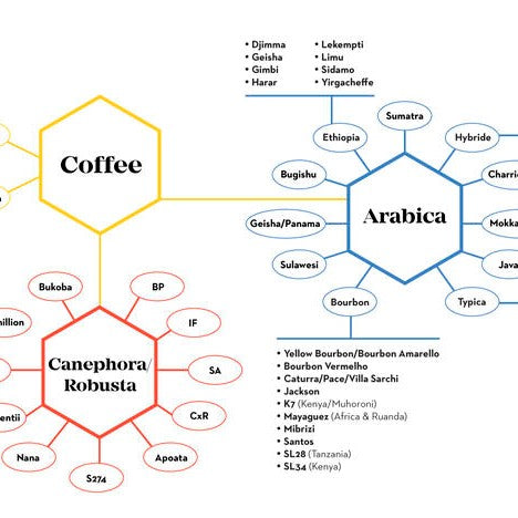 A Short Introduction to Coffee Varieties