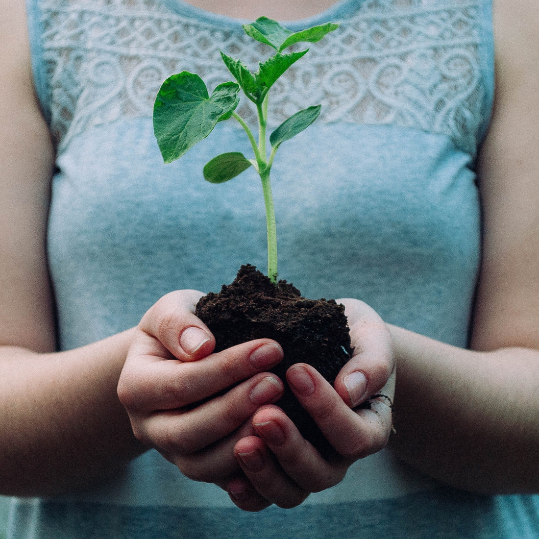 The Key Role of Soil in Coffee Flavor